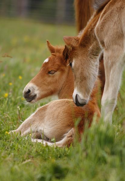 Heidmoor Fohlen Mai 2009 (4).jpg